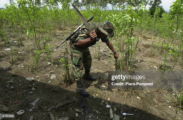 Member of the AUC, the United Self Defense Force of Colombia, the extreme right paramilitary group, destroys coca leaves with a machete at a coca...