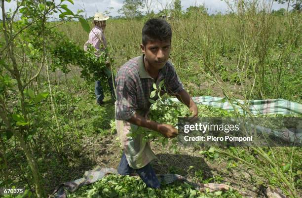 Sixteen year old Wilson Rodriguez is one of hundreds working in the coca leaf plantations January 8, 2001 in the province of Putumayo, Colombia....