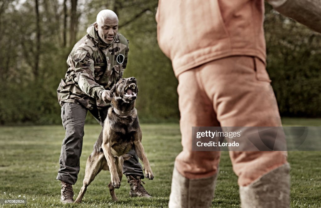 Snygg svart medelålders man utbildning med attackhund och tränare