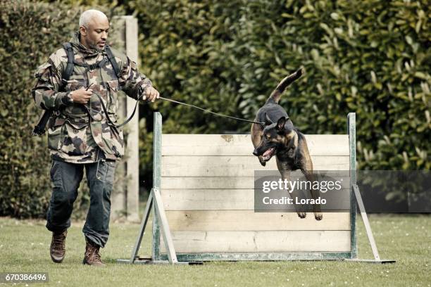 handsome black middle aged man exercising with work dog at dog school - dog agility stock pictures, royalty-free photos & images