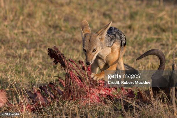 black-backed jackal eating wildebeest remains - black wildebeest stock pictures, royalty-free photos & images