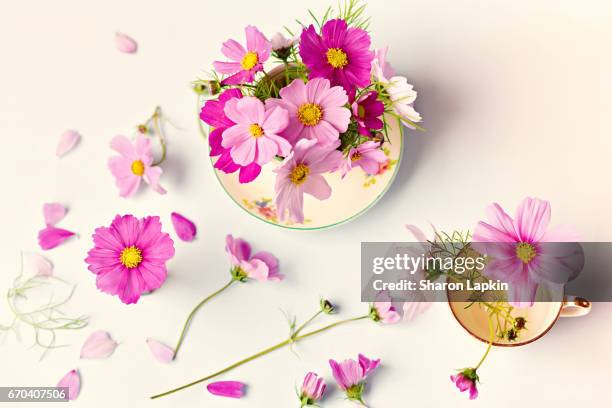 pretty pink flowers - cosmos flower stock pictures, royalty-free photos & images