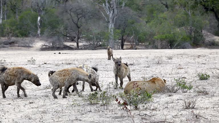 381 Lion Attack Videos and HD Footage - Getty Images 381 Lion Attack Videos and HD Footage - Getty Images