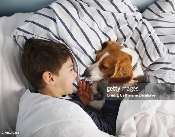 a boy playing with his dog in his bed - chambre à coucher fotografías e imágenes de stock