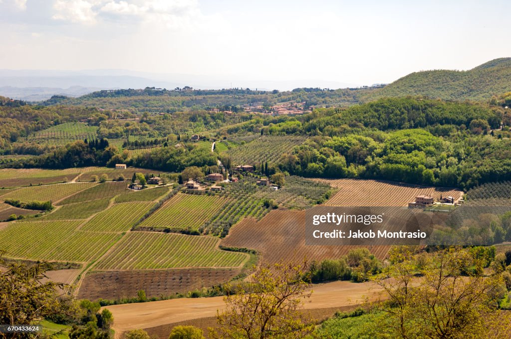 Wine fields in Tuscany
