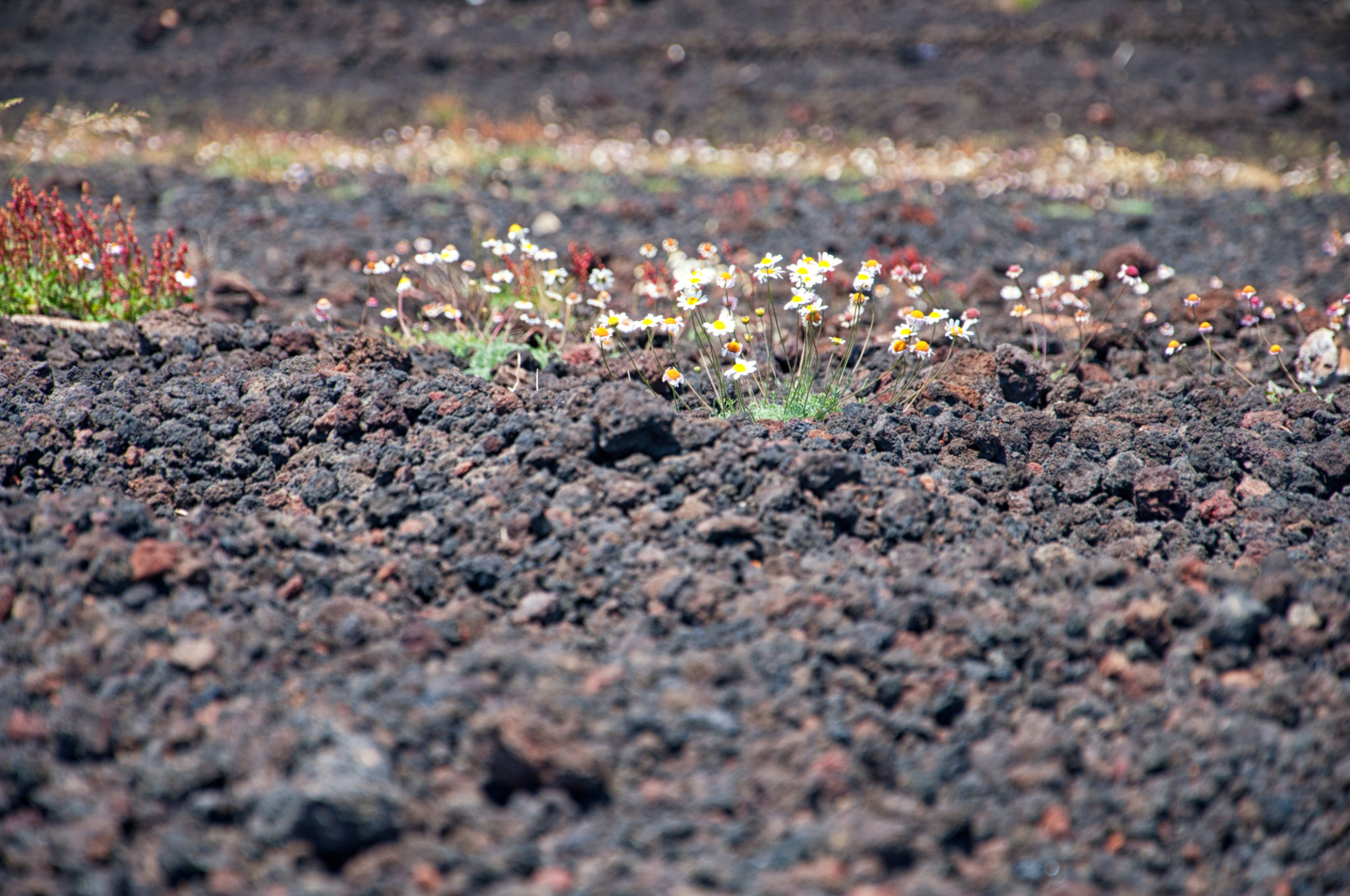 terreno vulcanico fiori
