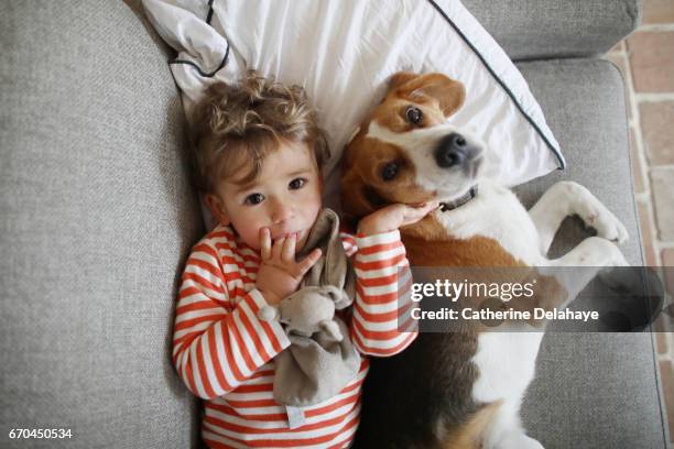 a boy posing with his dog, a beagle - child in bed clothed stock-fotos und bilder