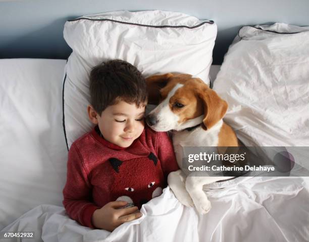 a boy having a nap with his dog in his bed - affectueux stock pictures, royalty-free photos & images