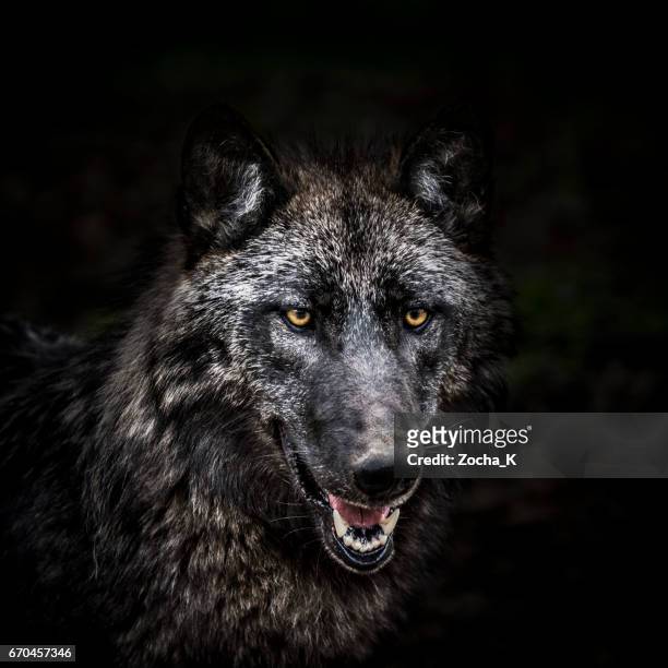 狼の森のポートレート - オオカミ ストックフォトと画像