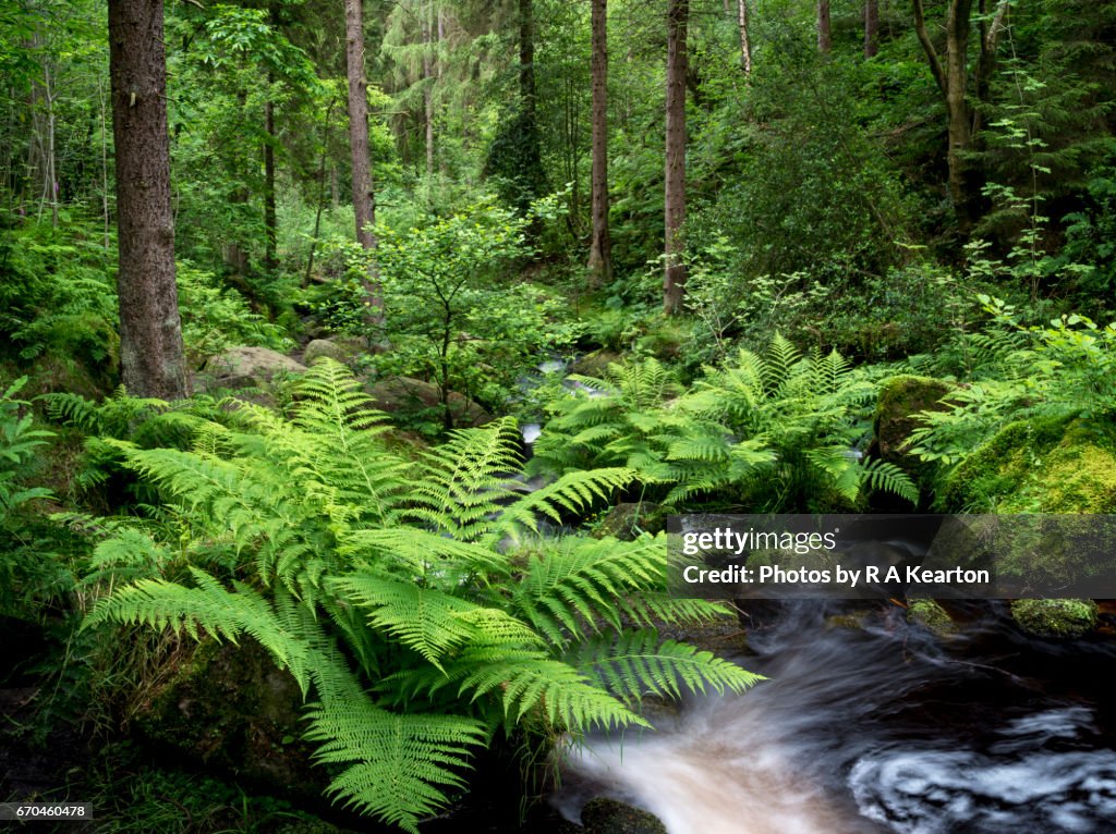 Summer greenery at Wyming brook, Sheffield, England