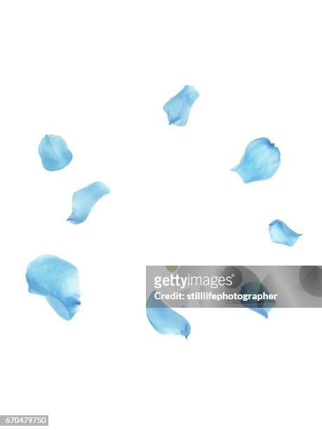 falling blue petals - blütenblatt stock-fotos und bilder