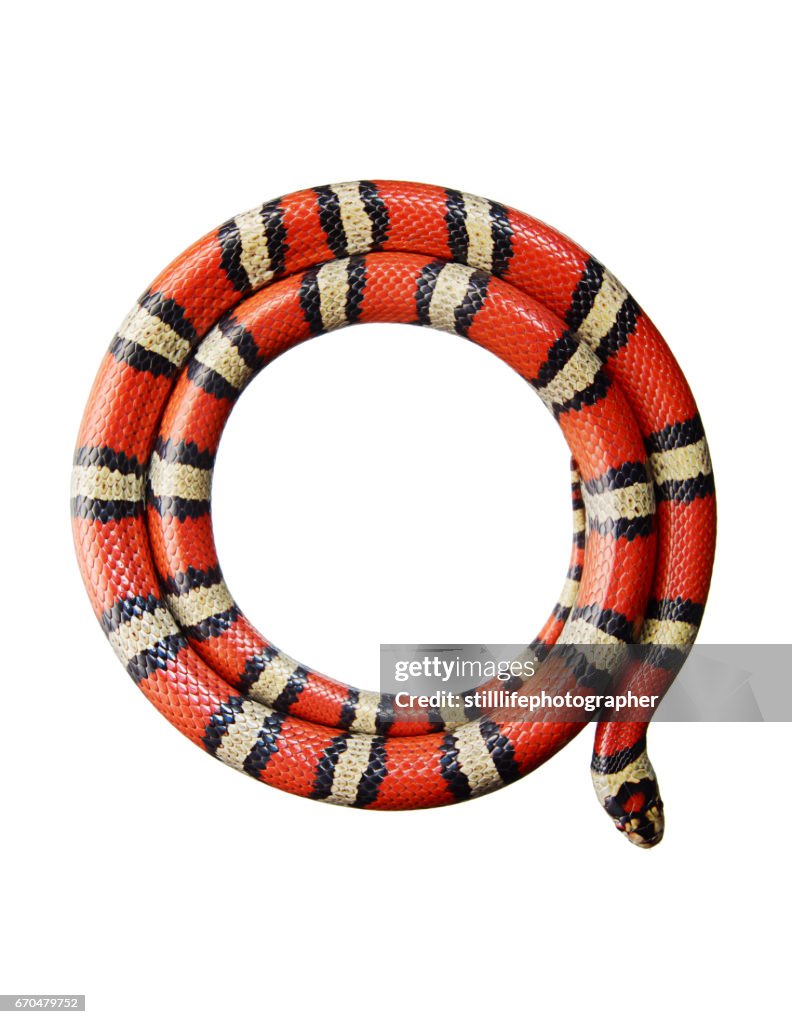 Kingsnake on white background