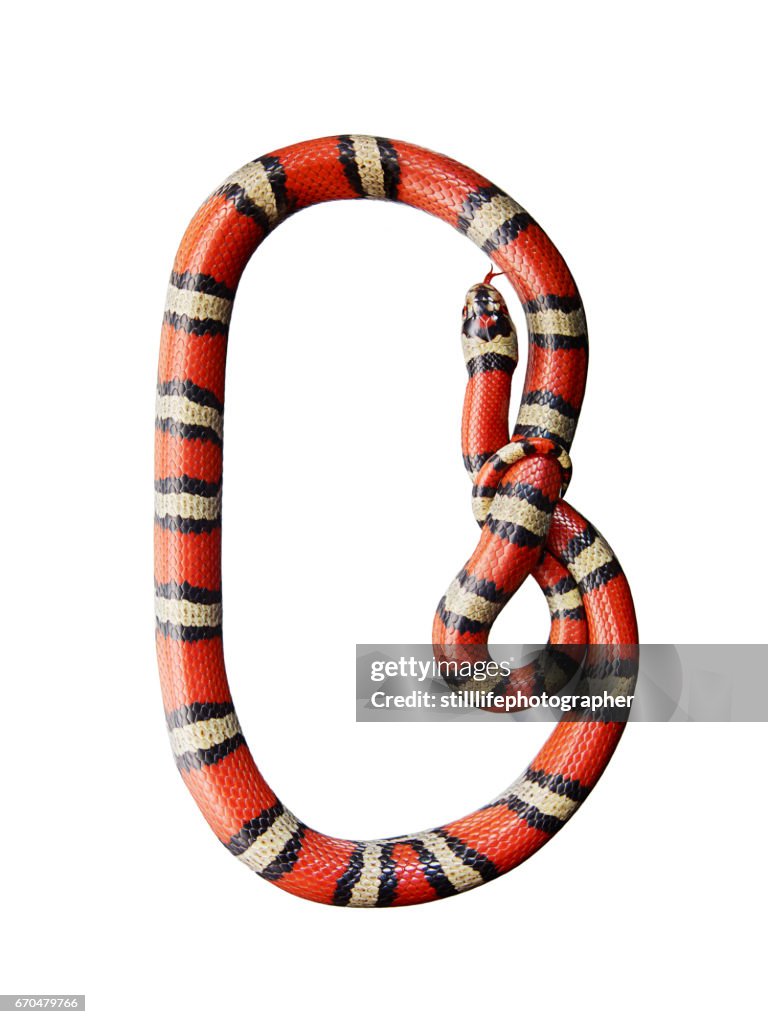 Kingsnake on white background