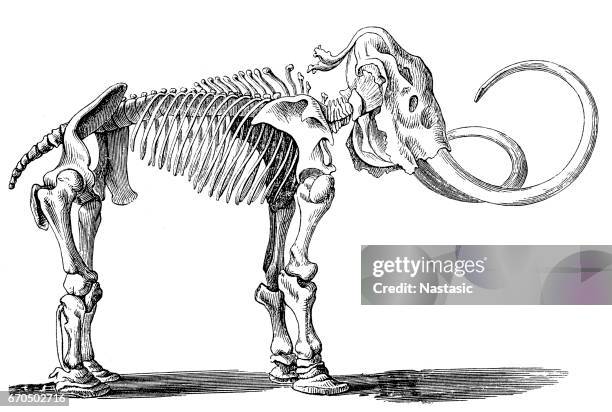 ilustraciones, imágenes clip art, dibujos animados e iconos de stock de esqueleto de mamut (elephas primigenius) - esqueleto de animal