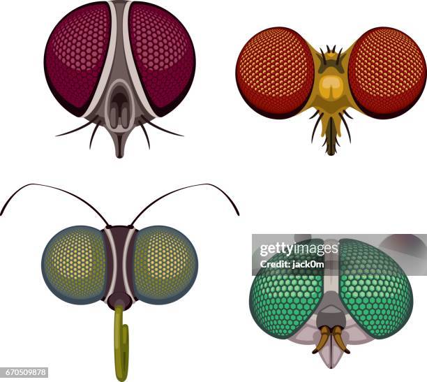 ilustraciones, imágenes clip art, dibujos animados e iconos de stock de ojos de insectos - luciernagas