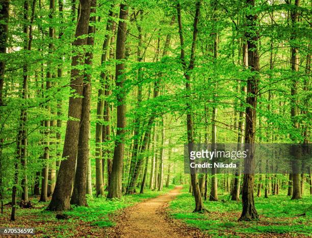 green forest in het voorjaar - weelderige plantengroei stockfoto's en -beelden