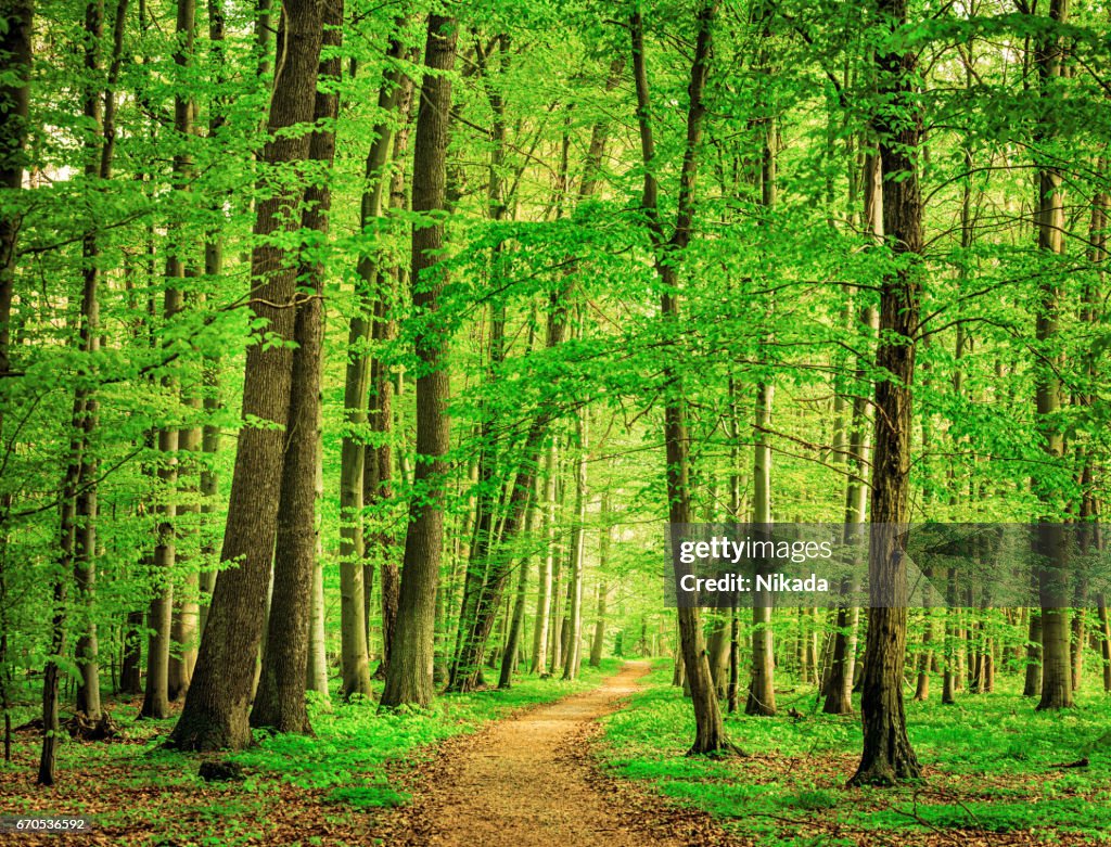 Green Forest in spring