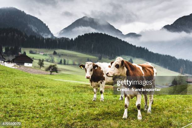 vaches dans les pâturages dans les alpes autrichiennes - champs et lait photos et images de collection