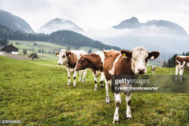 kühe auf der weide in österreichische alpen - dairy cows stock-fotos und bilder