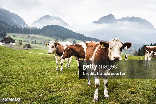 Vaches dans les pâturages dans les Alpes autrichiennes Vaches dans les pâturages dans les Alpes autrichiennes