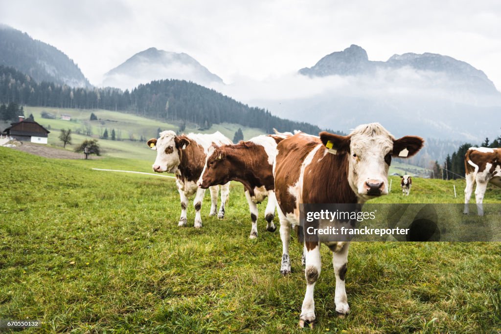 Cows on pasture in austrian alps