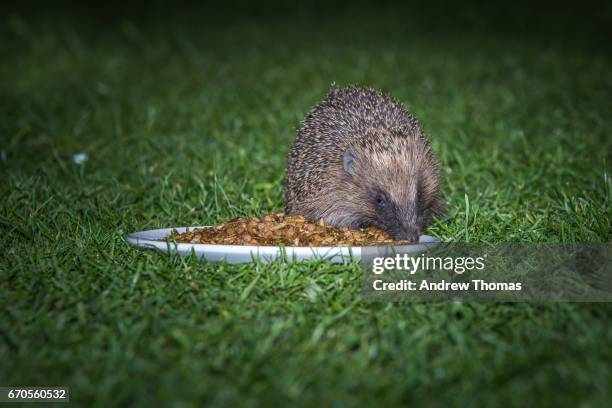 mealworm time - hedgehog stock pictures, royalty-free photos & images