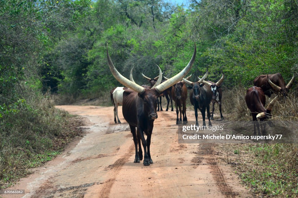 Ankole cattle with their huge horns in the Uganda countriside