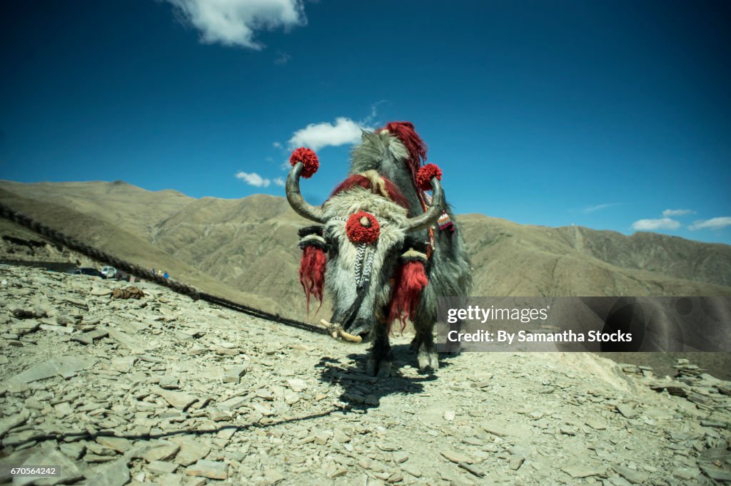 Yak in the Tibetan Plateau