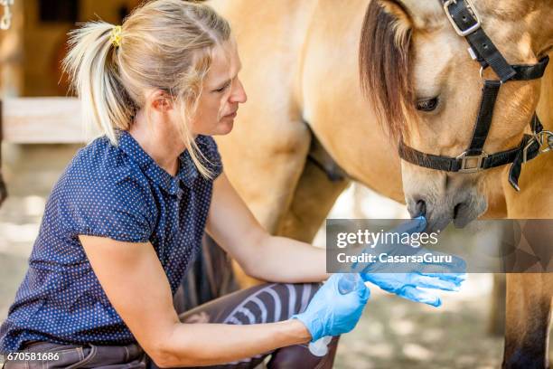 taking care of injured horse leg - surgical glove stock pictures, royalty-free photos & images