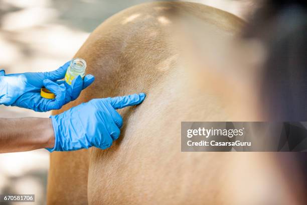 healing injury on horse back with lubricant - horse family stock pictures, royalty-free photos & images