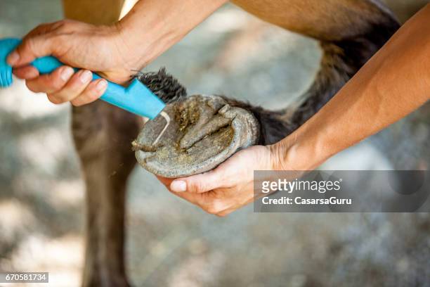 cleaning horse´s hoof with hoof pick - horse hoof stock pictures, royalty-free photos & images