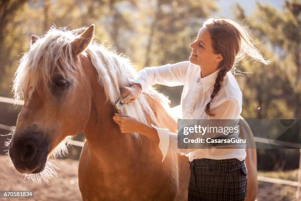 beautiful young woman taking care of her horse - haflinger horse stock pictures, royalty-free photos & images