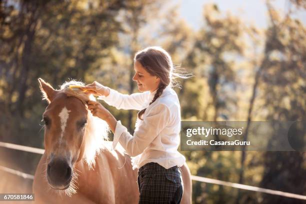 beautiful young woman taking care of her horse - haflinger horse stock pictures, royalty-free photos & images