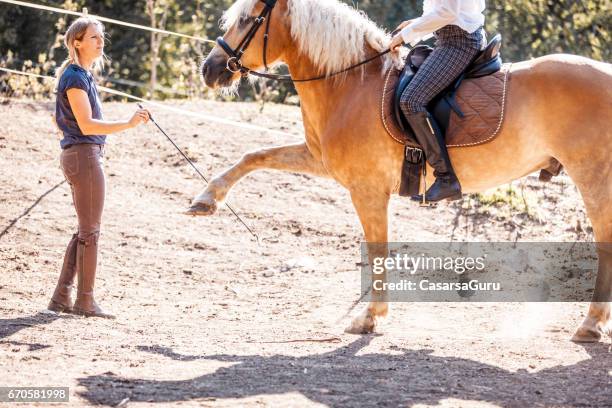 riding and petting the horse - haflinger horse stock pictures, royalty-free photos & images