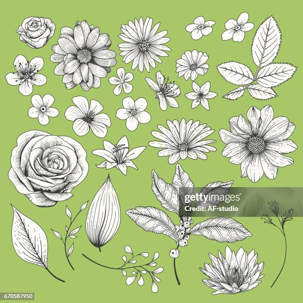 535 Ilustraciones de Geranio - Getty Images 535 Ilustraciones de Geranio - Getty Images