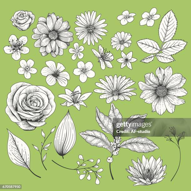 ilustraciones, imágenes clip art, dibujos animados e iconos de stock de conjunto de flores - rose flower