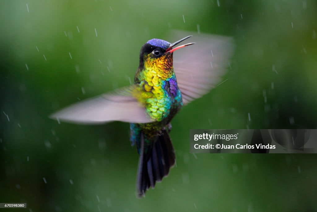 Fiery-throated Hummingbird