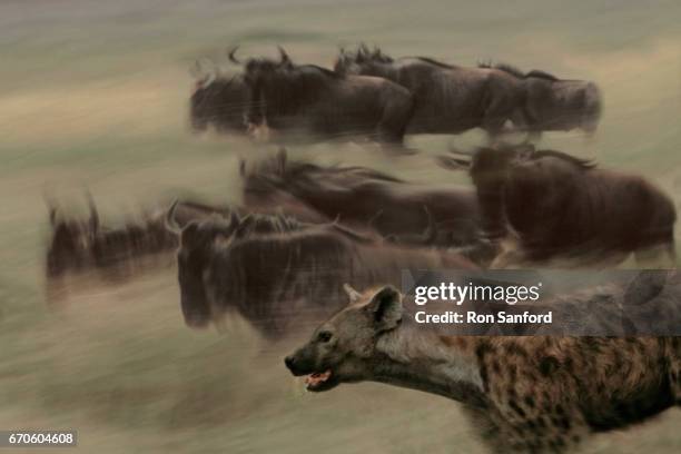 spotted hyena (predator) & blue wildebeests (prey) in the serengeti. - hyena bildbanksfoton och bilder
