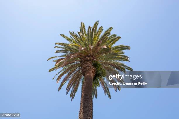 california fan palm tree against azure sky - california fan palm tree stock pictures, royalty-free photos & images