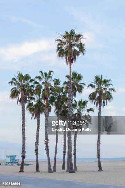 group of california fan palm trees on santa monica beach - california fan palm tree stock pictures, royalty-free photos & images