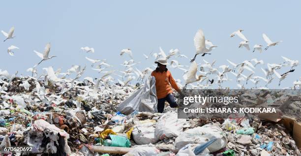 Sri Lankan worker sorts garbage at a dump in Karadiyana, a suburb of Colombo on April 20 after the city's main landfill closed after a garbage...