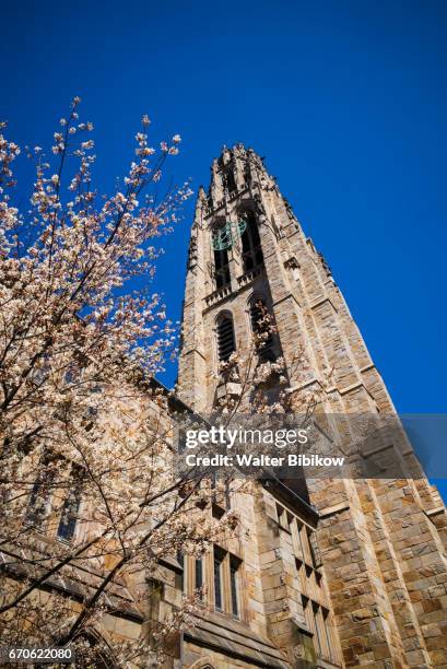 usa, connecticut, exterior - ivy league universitäten stock-fotos und bilder