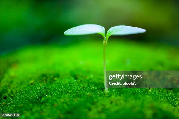 sprout wachsenden  - leaflitter stock-fotos und bilder