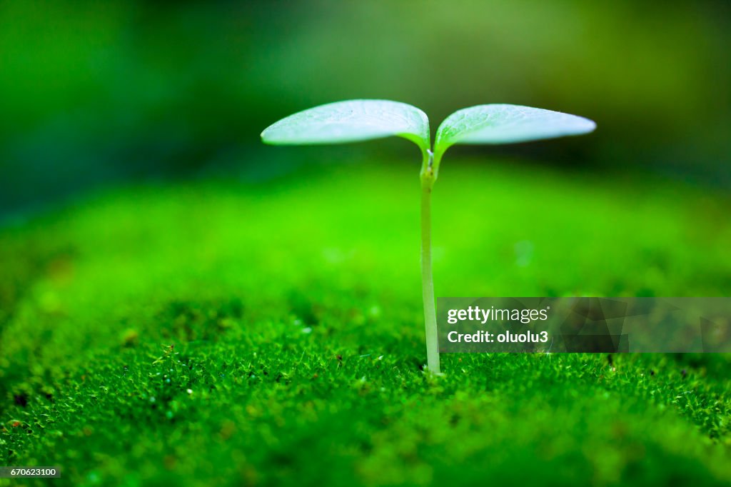 Sprout growing