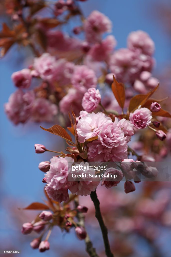 Cherry Blossoms Bloom In Berlin