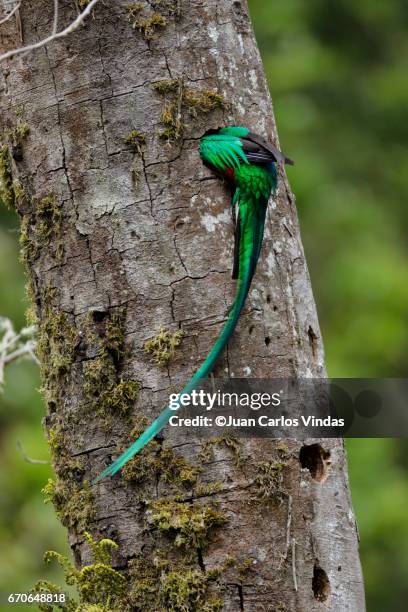 resplendent quetzal - quetzal stock pictures, royalty-free photos & images