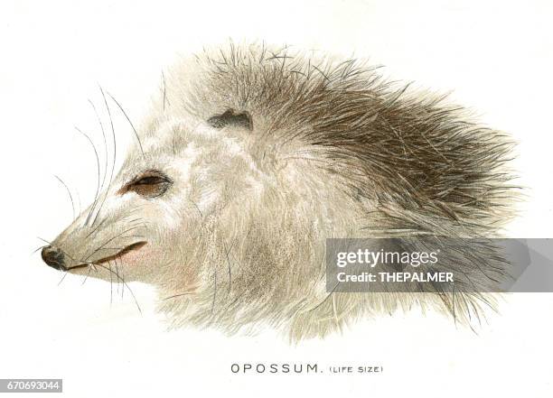 死負鼠頭石版畫 1897 - opossum 幅插畫檔、美工圖案、卡通及圖標