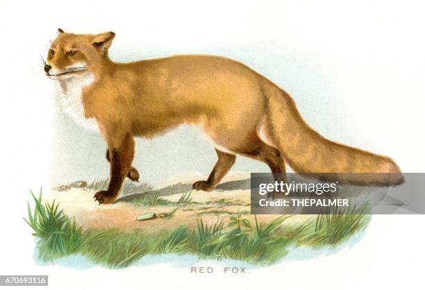 red fox lithograph 1897 - red fox stock illustrations