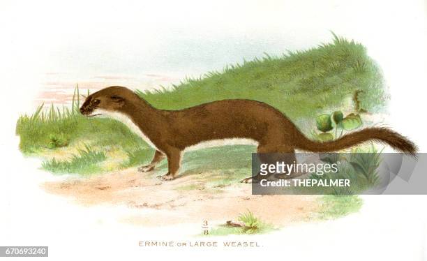 large weasel lithograph 1897 - mustela erminea stock illustrations