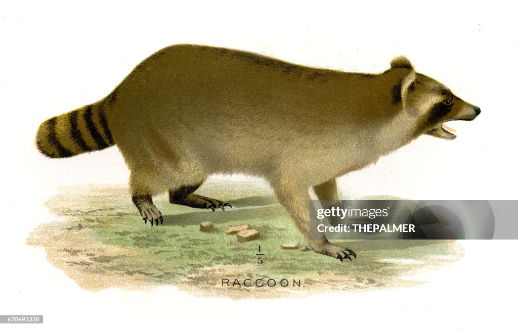 Ancient Racoon Racoon Lithograph 1897 High-Res Vector Graphic - Getty Images